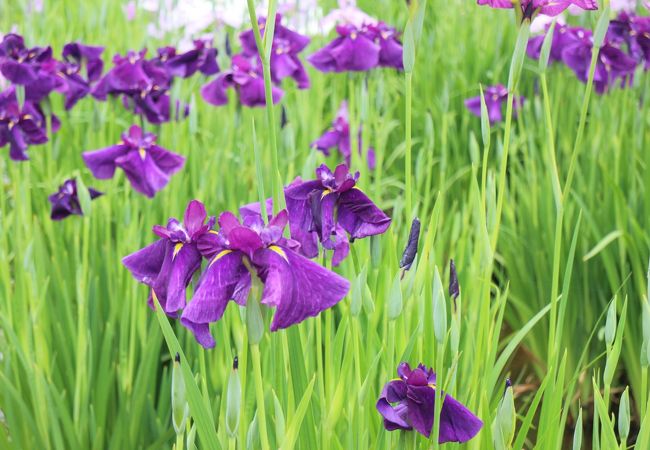 葛飾菖蒲まつり クチコミ アクセス 営業時間 亀有 柴又 フォートラベル 葛飾菖蒲まつり クチコミ アクセス 営業時間 亀有 柴又 フォートラベル