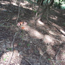 キツネノカミソリ