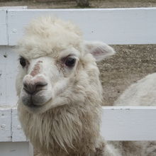 円らな大きな瞳です。エサをねだっているようです。