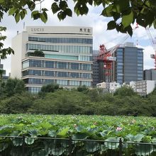 不忍池から見た東天紅のビルです