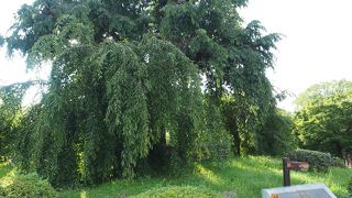 花の季節に・・・