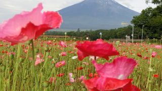 雄大な富士山と花のコラボ