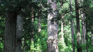 参道五重塔の近く