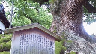 すごい迫力です