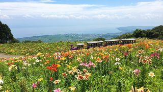冬はスキー場ですが、夏はゆりがキレイに咲き乱れる山です!