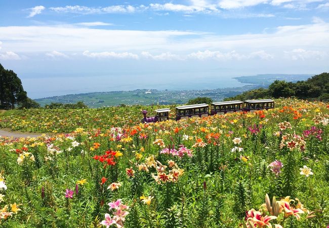 びわこ箱館山ゆり園 クチコミ アクセス 営業時間 今津 フォートラベル