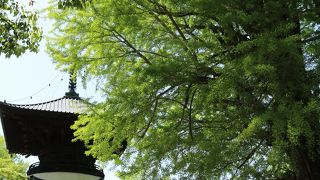 銀杏の木の傍らに