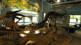 恐竜が格闘してる展示が見られます！