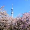 隅田公園桜まつり