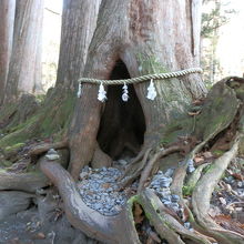 杉の根本に大きな空洞、しめ縄が飾ってありました。
