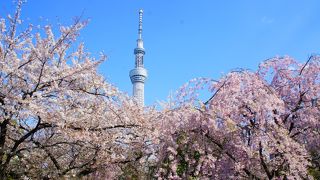 隅田公園は宴会グループが多かったです