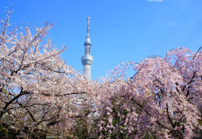 隅田公園桜まつり