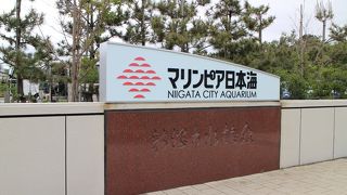 イルカのショー