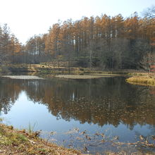 みどりが池に到着、静かな水面に紅葉の木々が映っていました。