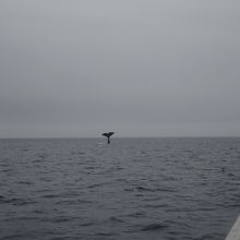 マッコウクジラの尾びれ、何とかカメラに収めました。