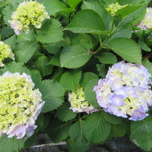 アジサイが咲いていました