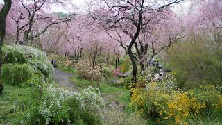 まるで桃源郷のよう