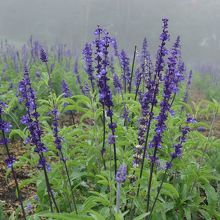 ラベンダーもいろいろな種類があります