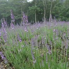 見事な咲きっぷり