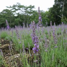 これもまた違う種類のラベンダー