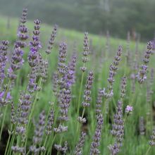 ラベンダーの香りはイイ香りですよね。
