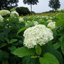 見られるのはラベンダーだけではありません。