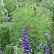 トンボにも遭遇