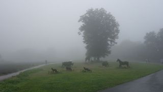 たんばらラベンダーパーク