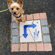 愛犬ジローもお散歩を楽しんでます。