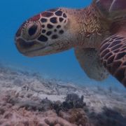 ウミガメに会えます