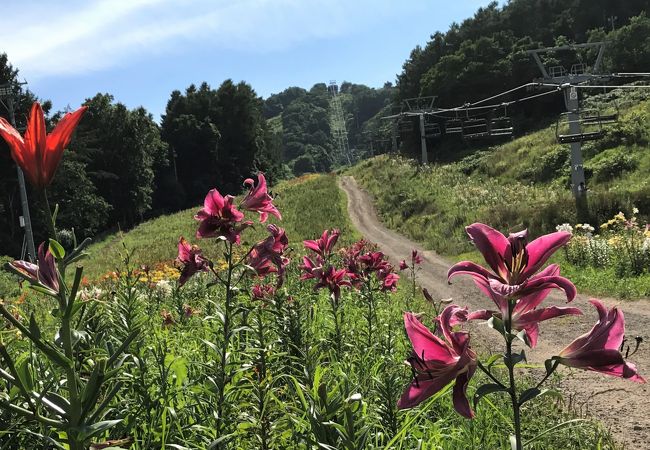 オーンズ春香山ゆり園 クチコミ アクセス 営業時間 小樽 フォートラベル