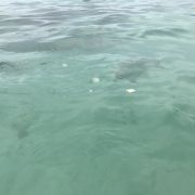 透明な海！魚いっぱい