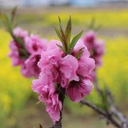 おすすめは花桃まつり