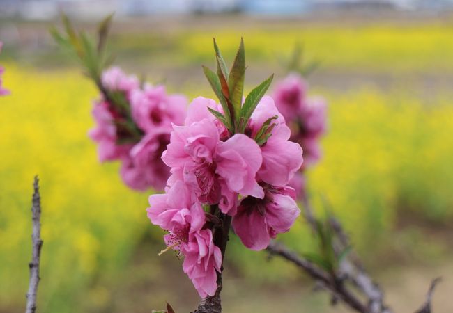 おすすめは花桃まつり