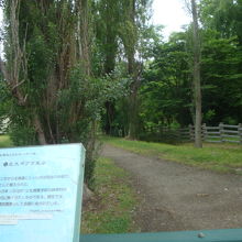 ポプラ並木の様子2