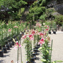 松尾寺のゆり
