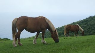 景色と動物たちが両方楽しめる場所