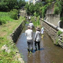 冷たい清水に入って水草刈り