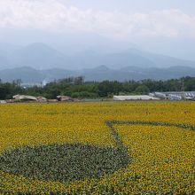 明野村のひまわり畑