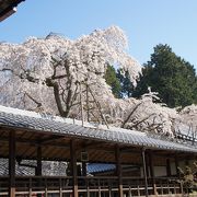 枝垂桜は一見の価値あり