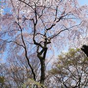 桜の美しい花の寺