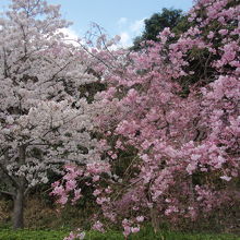 鹿島神社桜