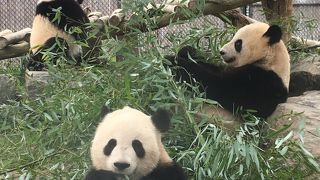 トロント動物園