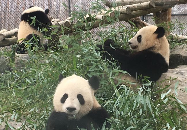 トロント動物園