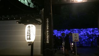 夜は期待したほどでは。。