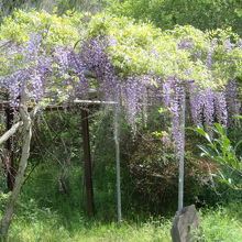 途中、藤が咲いていました