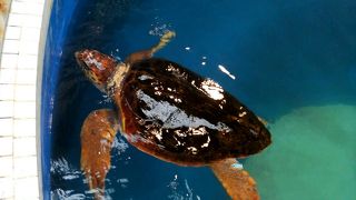 ビックリ!　海ガメ！　無料！【ウミガメ公園】道の駅