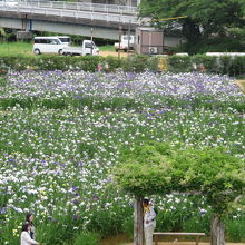 あやめ園です