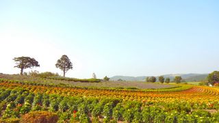 旭川空港からも近いお花畑