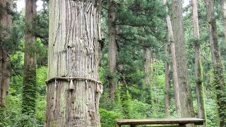 天然記念物の杉の老木